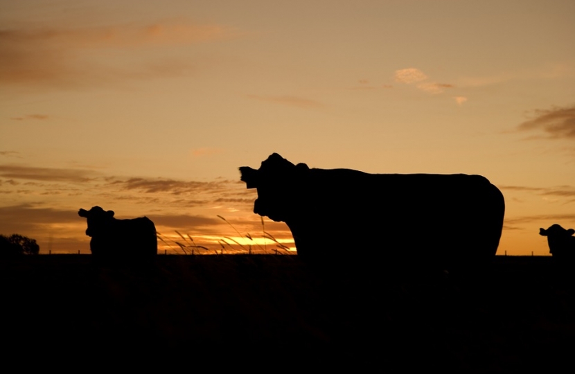 Sunset cattle