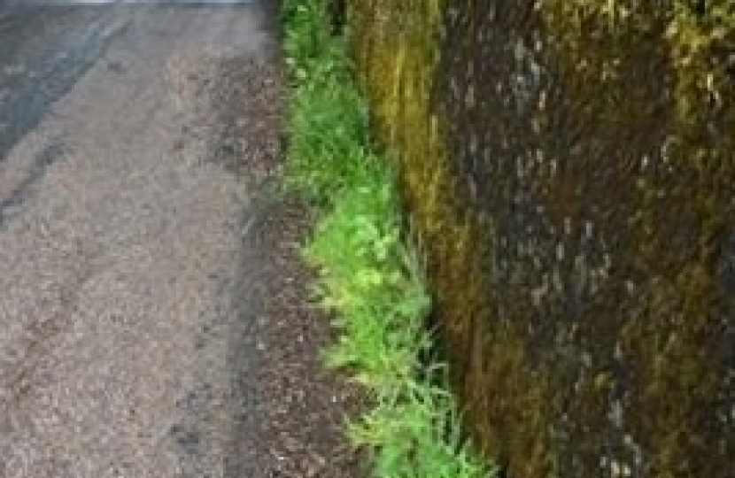 Weeds on path